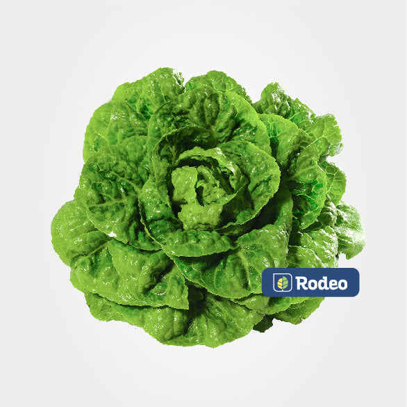 Lechuga mantecosa Crimor Inta - Rodeo Semillas