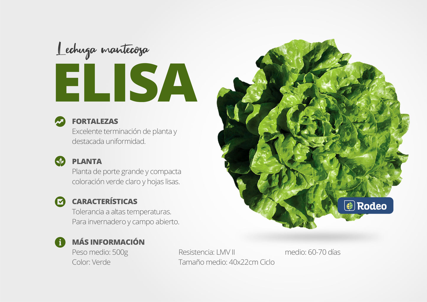 Semillas De Lechuga Mantecosa Elisa X 100 G Rodeo