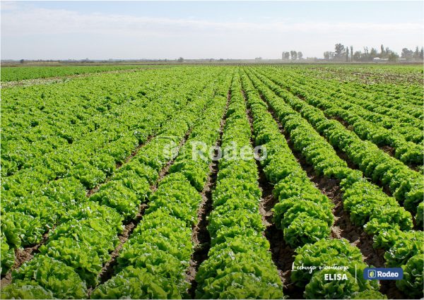 Semillas De Lechuga Mantecosa Elisa X 100 G Rodeo