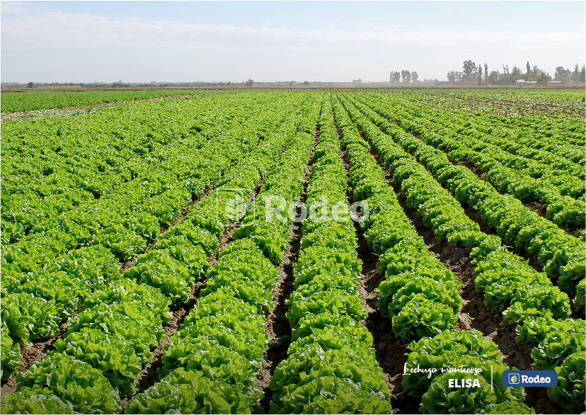 Lechuga mantecosa Elisa - Rodeo Semillas