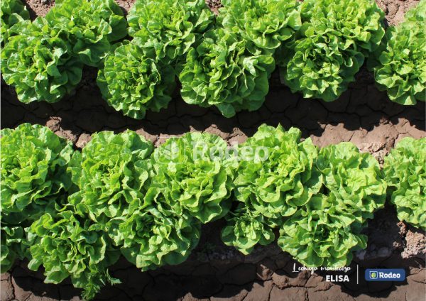 Semillas De Lechuga Mantecosa Elisa X 100 G Rodeo