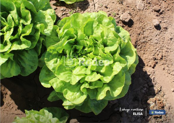 Semillas De Lechuga Mantecosa Elisa X 100 G Rodeo