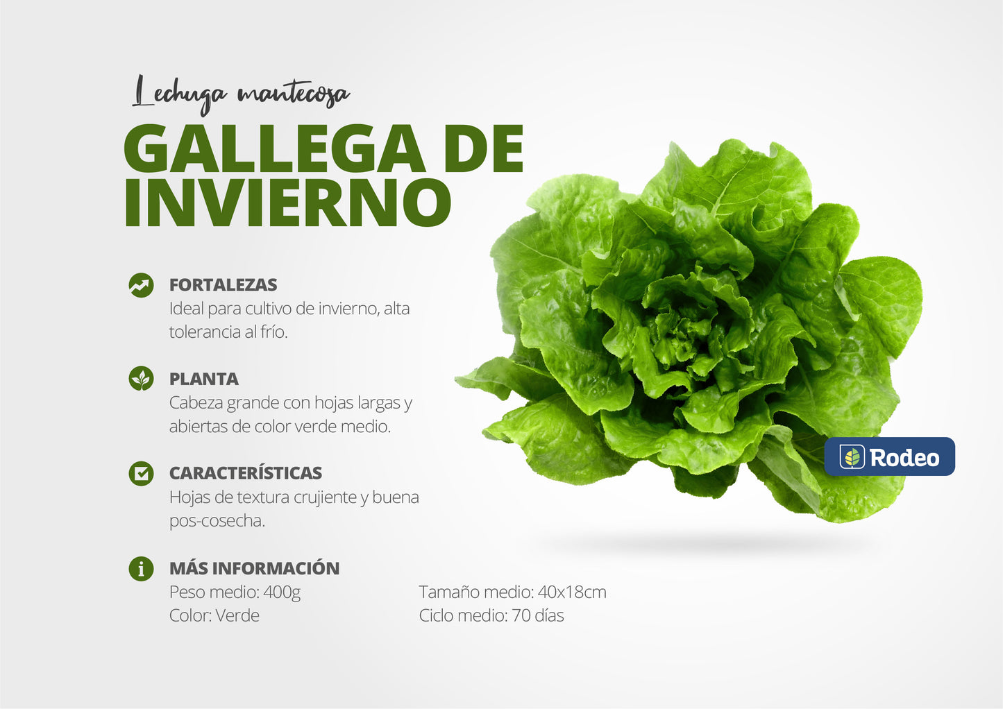 Semillas De Lechuga Mant.gallega De Inv. Rodeosemillas X500g