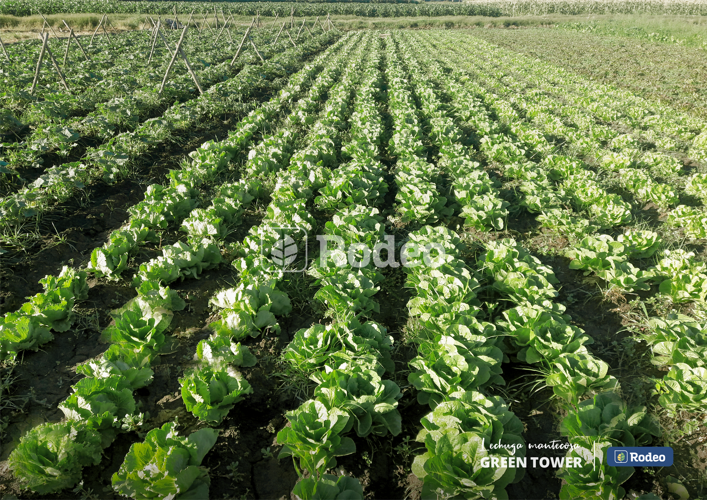 Semillas De Lechuga Mant. Green Tower X 100g Rodeo Semillas