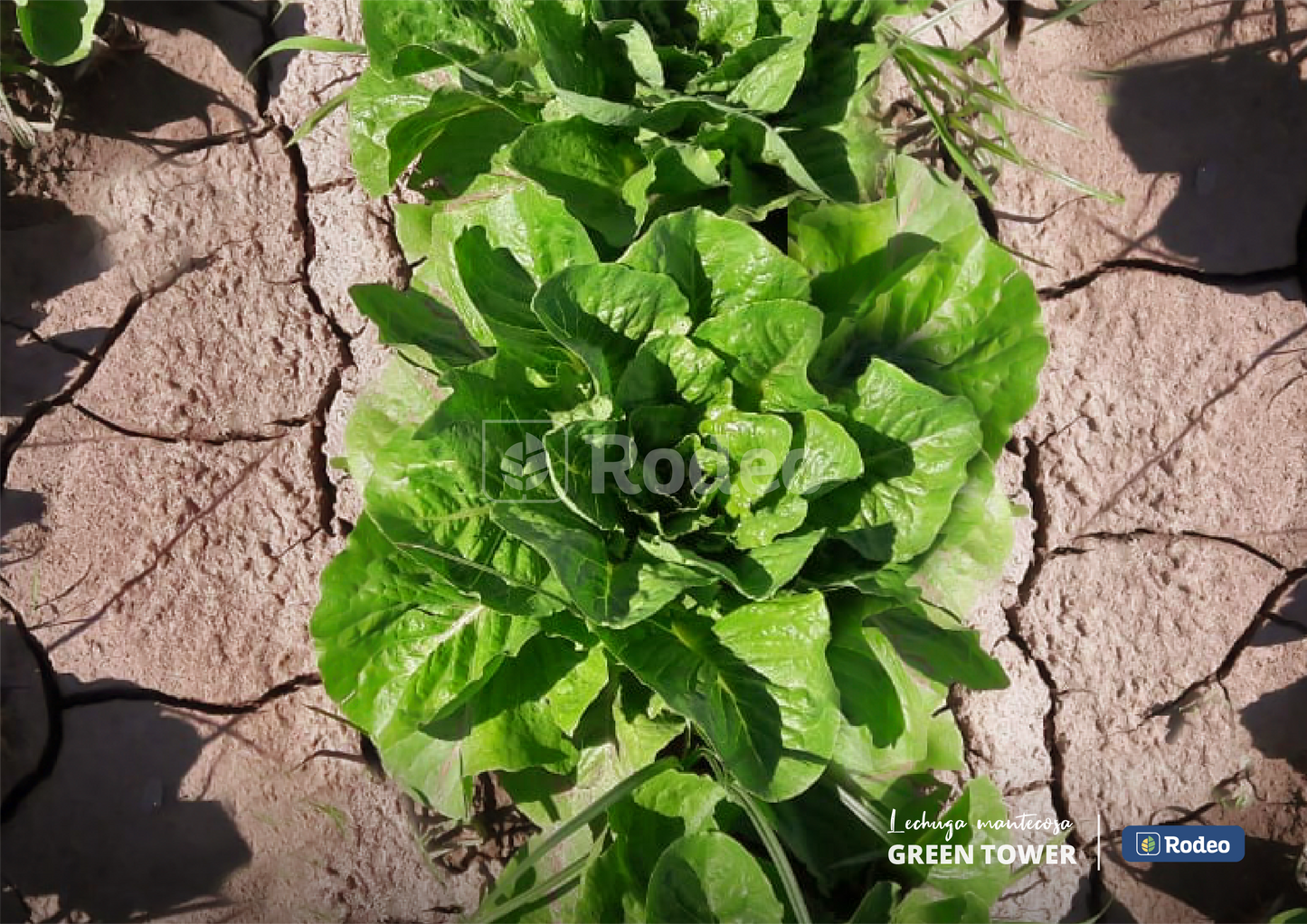 Semillas De Lechuga Mant. Green Tower X 100g Rodeo Semillas
