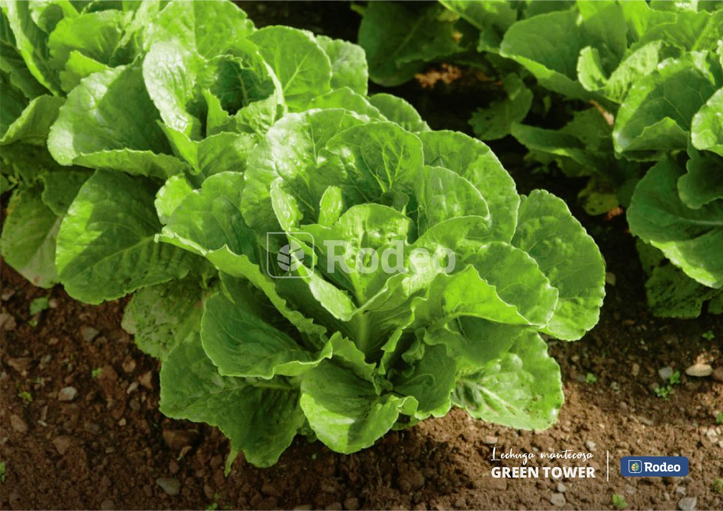 Semillas De Lechuga Mant. Green Tower X 100g Rodeo Semillas