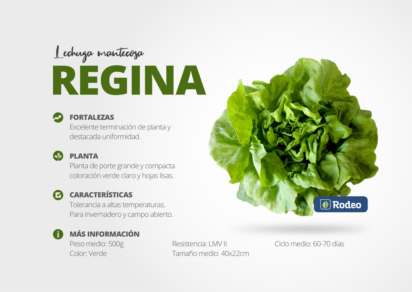 Semillas De Lechuga Mantecosa Regina X 50 G Rodeo