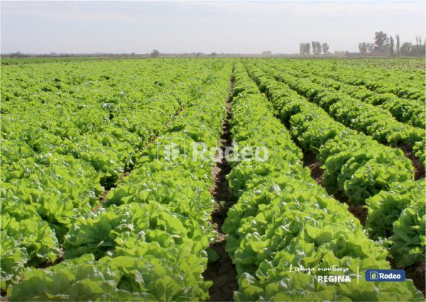 Semillas De Lechuga Mantecosa Regina X 50 G Rodeo