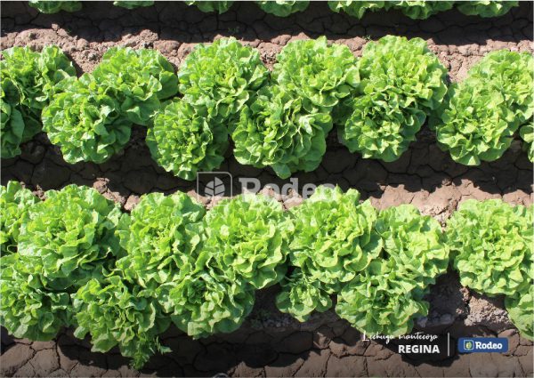 Semillas De Lechuga Mantecosa Regina X 50 G Rodeo