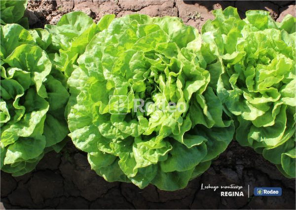 Semillas De Lechuga Mantecosa Regina X 100 G Rodeo
