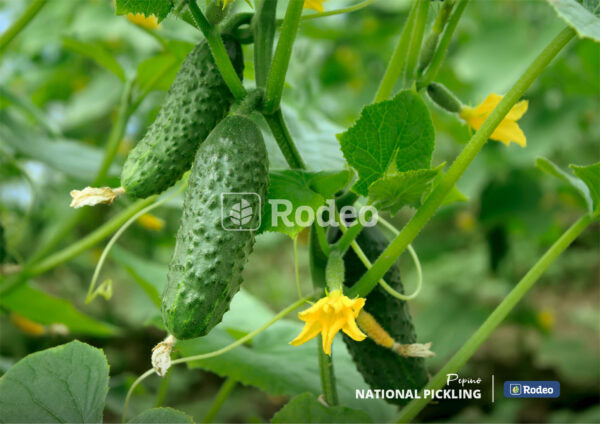 Semillas De Pepino National Pickling X 100 G Rodeo Semillas