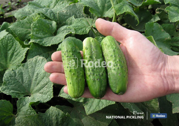 Semillas De Pepino National Pickling X 100 G Rodeo Semillas