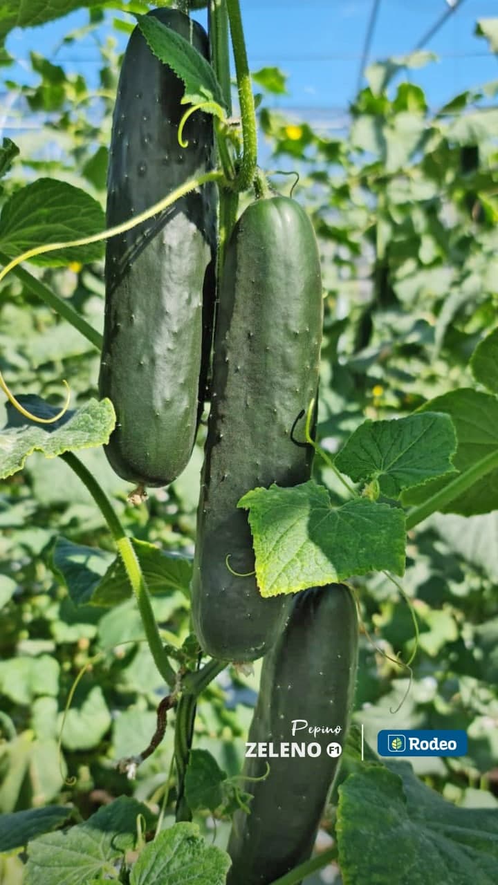 Semillas De Pepino Verde Zeleno F1 Indet. Rodeo Semillas