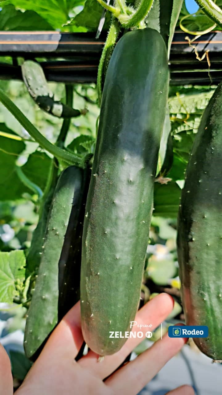 Semillas De Pepino Verde Zeleno F1 Indet. Rodeo Semillas