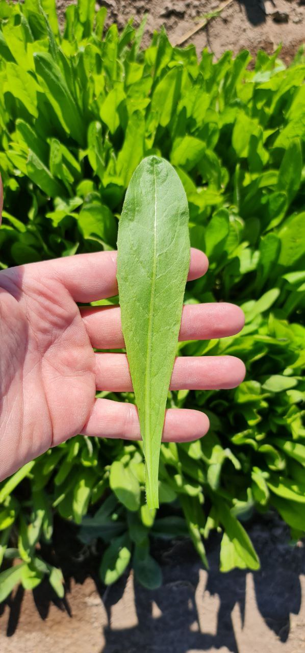 Semillas De Achicoria Hoja Fina Verde X 1 Kg Don Jorge