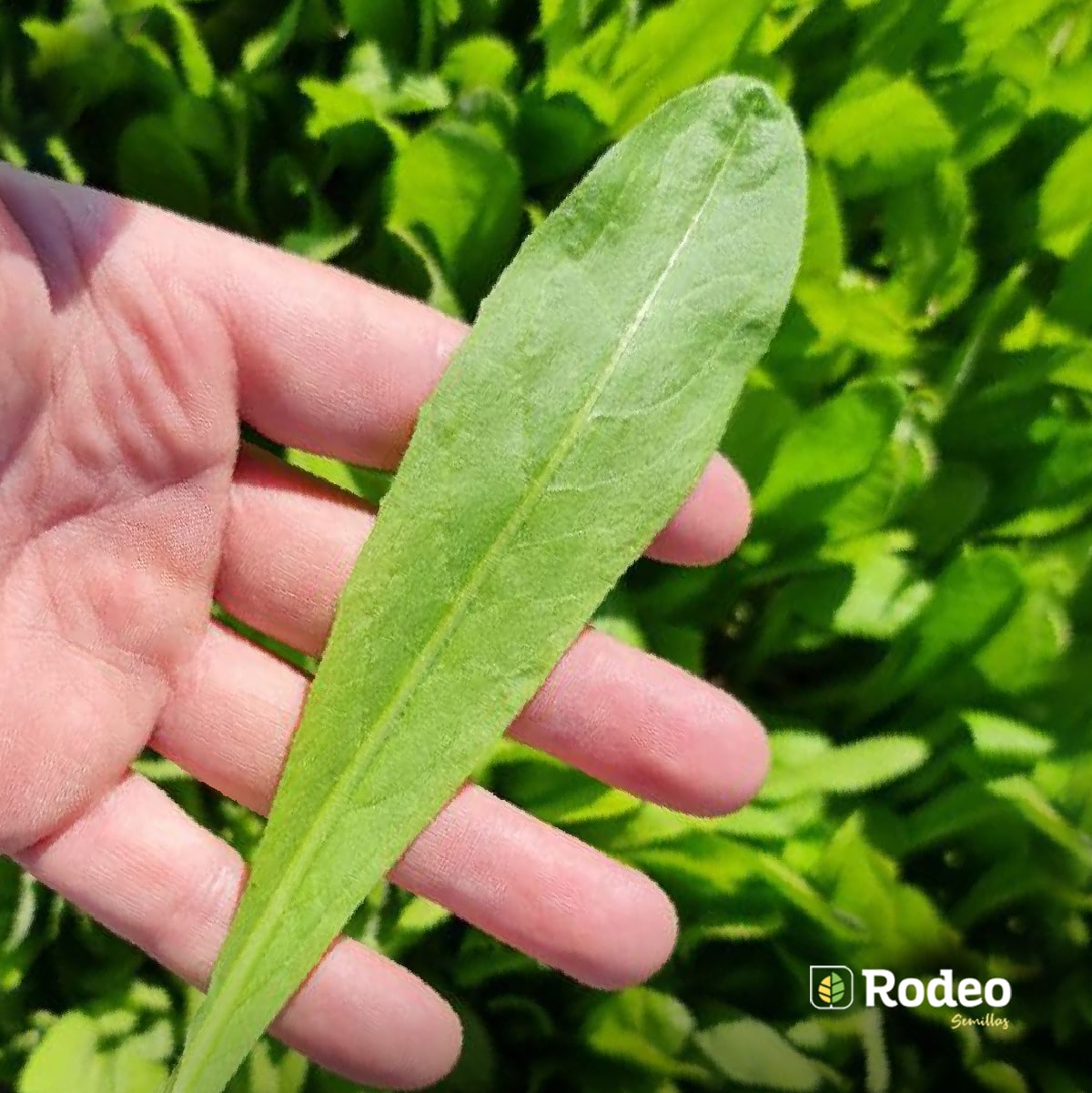 Semillas De Achicoria Hoja Fina Verde X 1 Kg Don Jorge