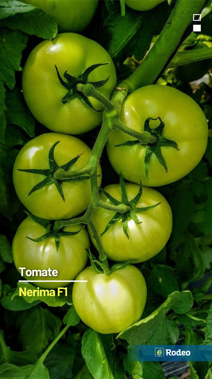 Semillas De Tomate Redondo Nerima F1 Indet. Rodeo Semillas