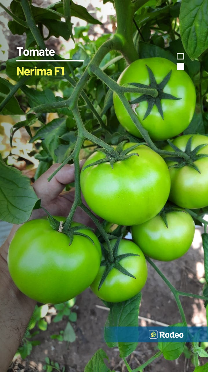 Semillas De Tomate Redondo Nerima F1 Indet. Rodeo Semillas