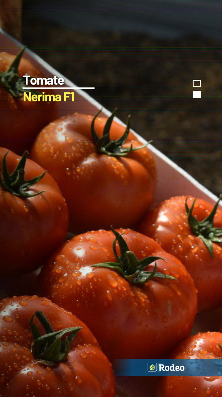 Semillas De Tomate Redondo Nerima F1 Indet. Rodeo Semillas