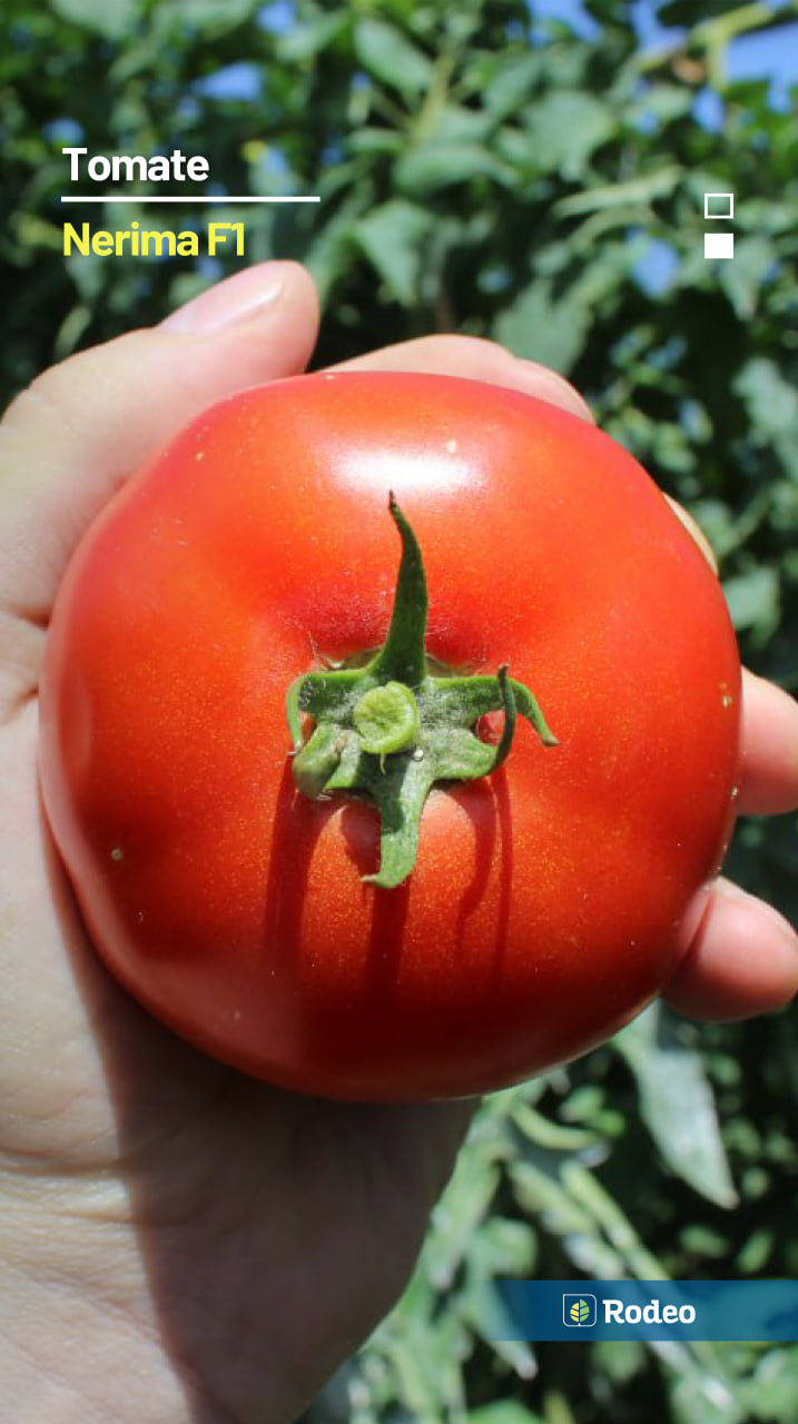 Semillas De Tomate Redondo Nerima F1 Indet. Rodeo Semillas