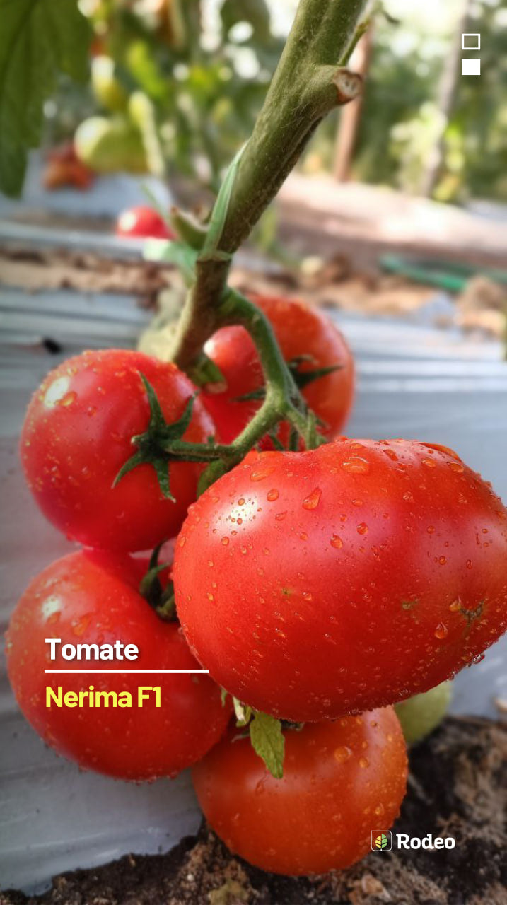 Semillas De Tomate Redondo Nerima F1 Indet. Rodeo Semillas