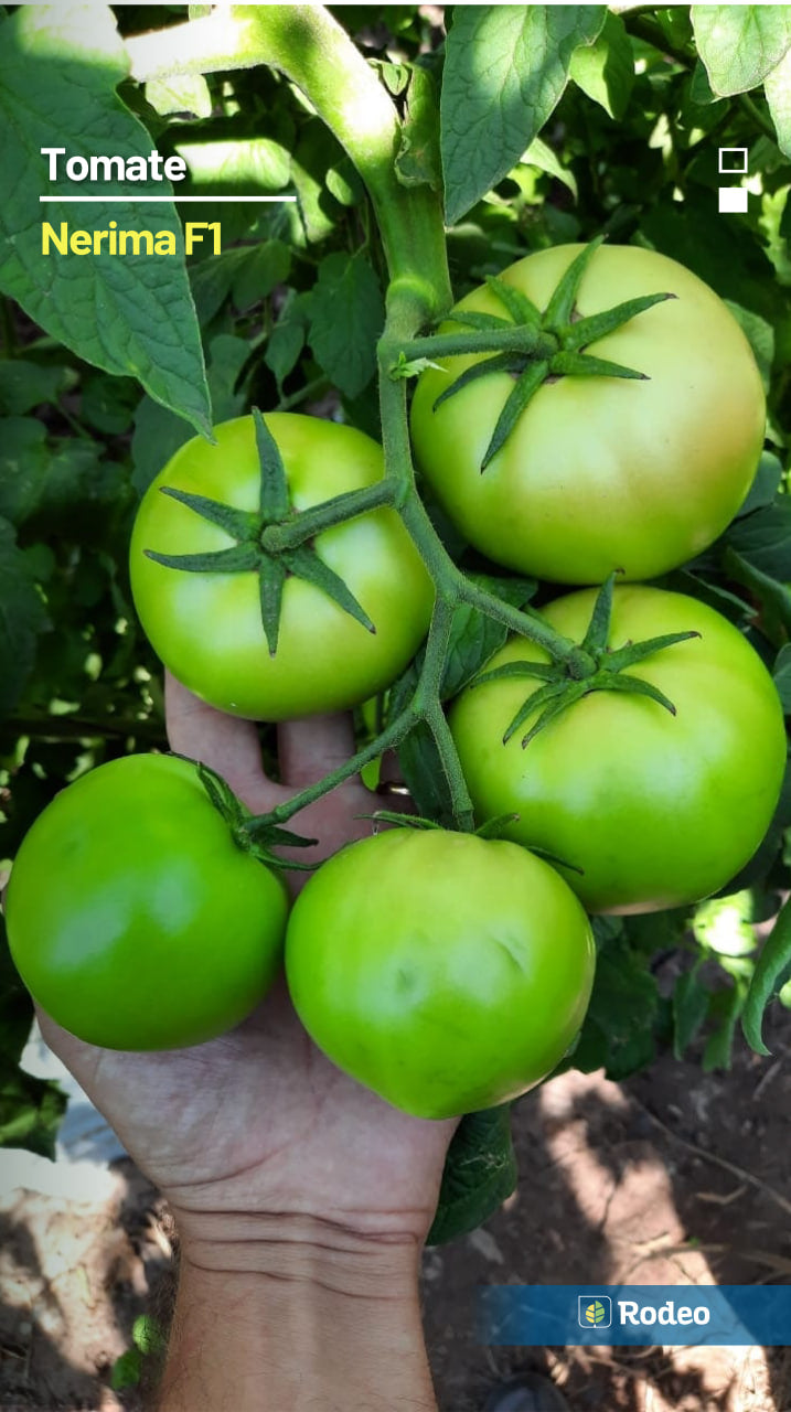 Semillas De Tomate Redondo Nerima F1 Indet. Rodeo Semillas