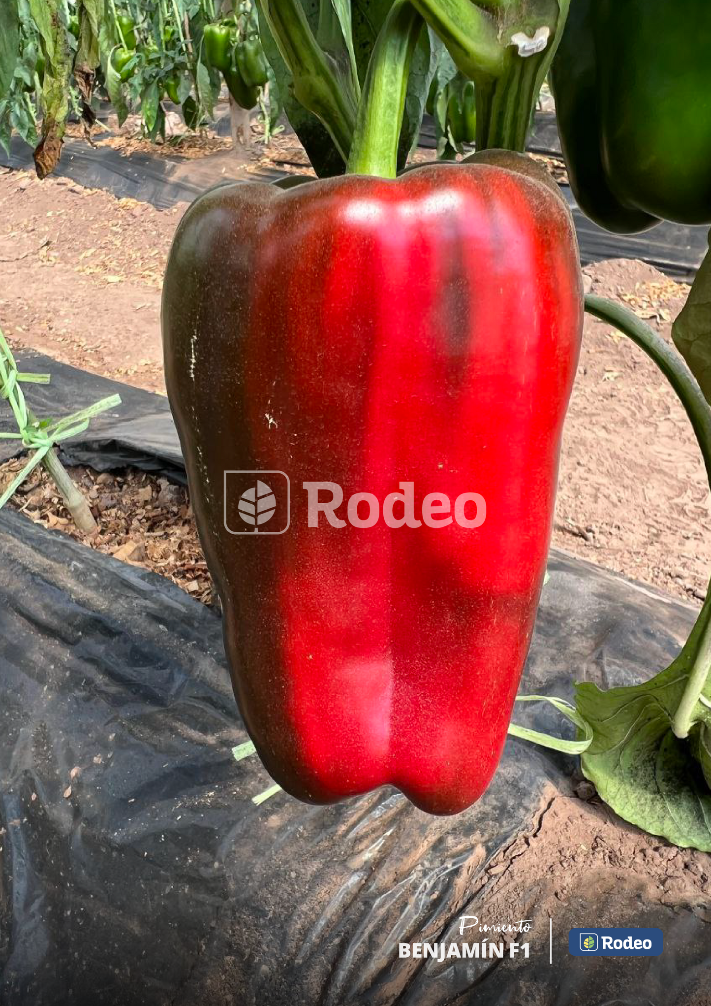 Semillas De Pimiento Lamuyo Benjamín x1000 sem Rodeo Semillas