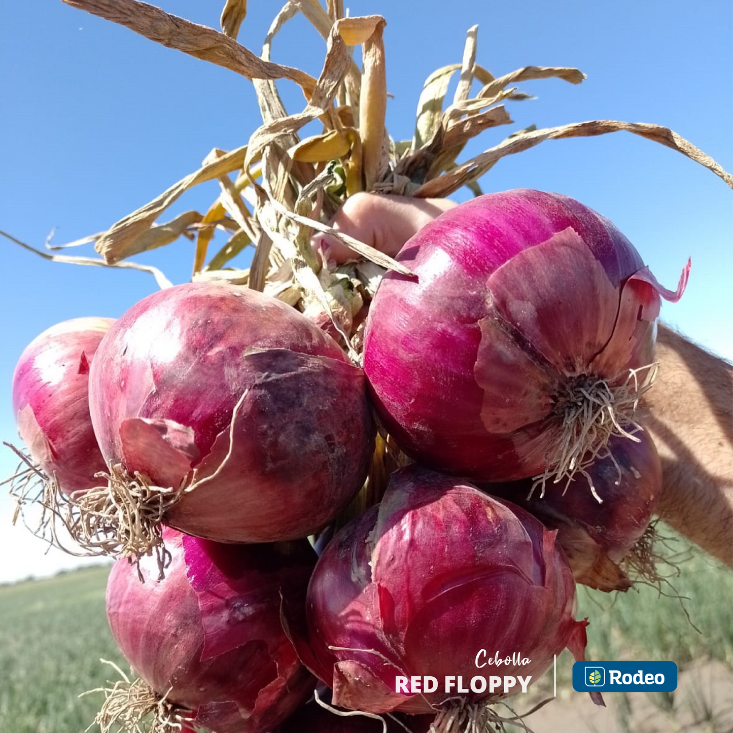 Semillas De Cebolla Roja Red Floppy X 1 Kg Rodeo Semillas