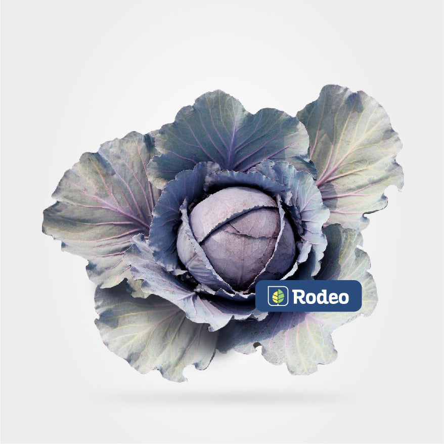 Semillas De Repollo Piros F1 X 2.500 Sem Rodeo Semillas