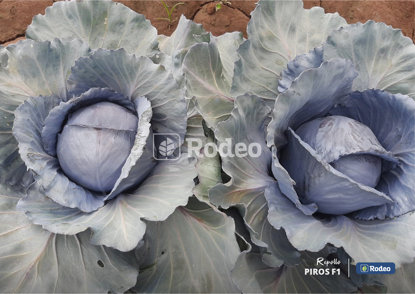 Semillas De Repollo Piros F1 X 2.500 Sem Rodeo Semillas