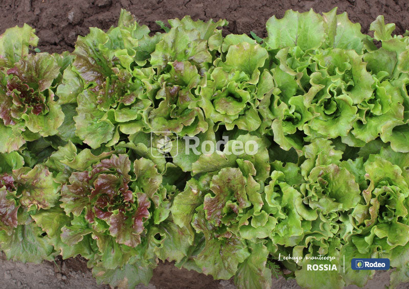 Semillas De Lechuga Mantecosa Rossia Prim/Verano x 500 g Rodeo Semillas