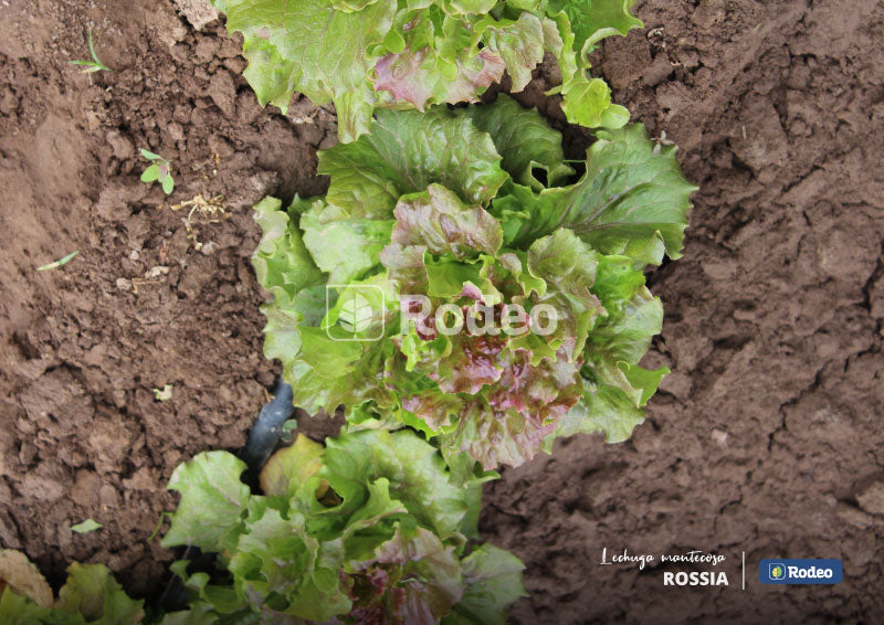 Semillas De Lechuga Mantecosa Rossia Prim/Verano x 500 g Rodeo Semillas