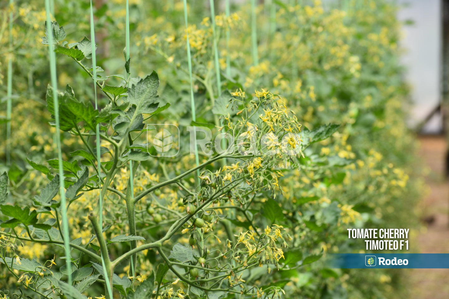 Semillas De Tomate Cherry Timoteo F1 Indet. x 1000 sem Rodeo Semillas