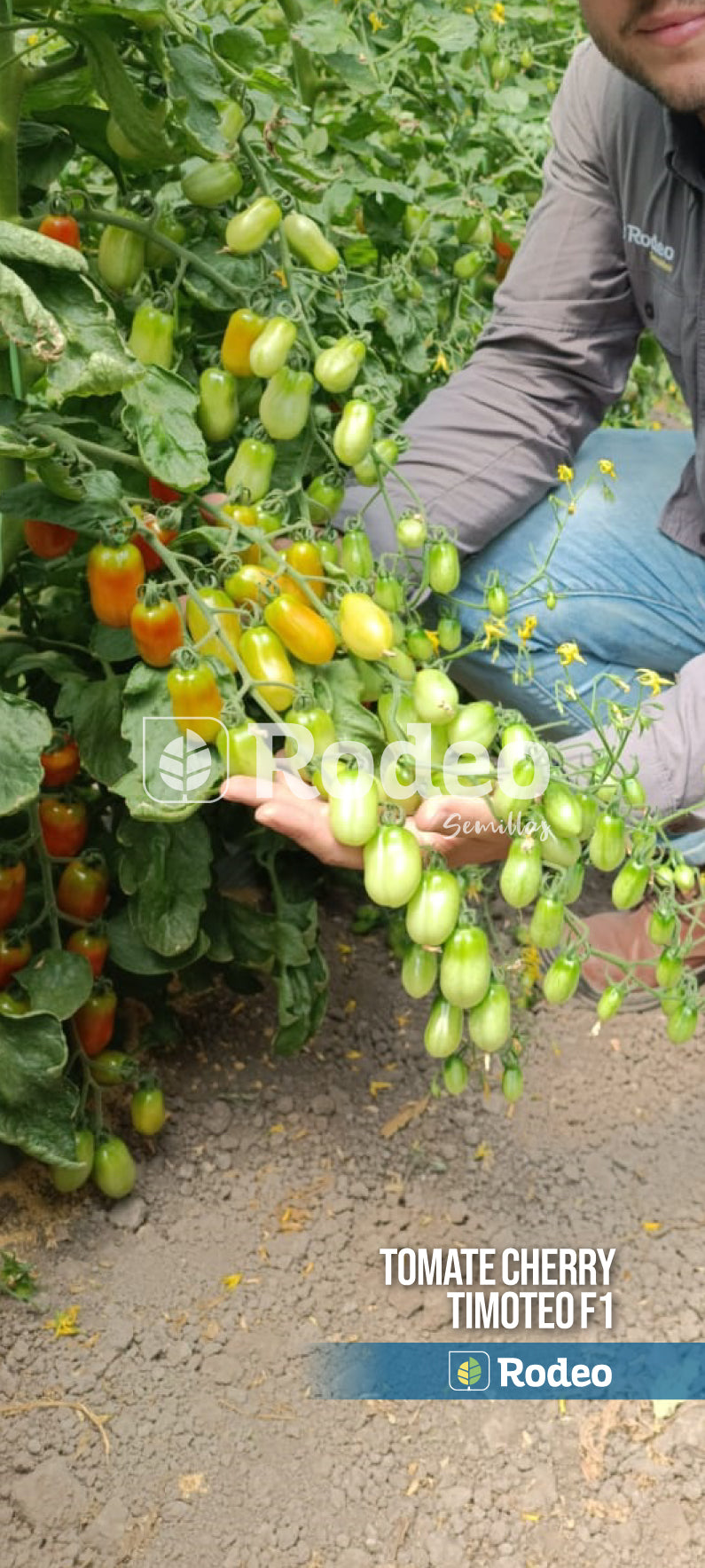 Semillas De Tomate Cherry Timoteo F1 Indet. x 1000 sem Rodeo Semillas