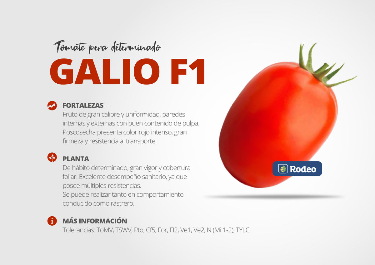 Semillas De Tomate Pera Galio F1 Det.x1000sem Rodeo Semillas