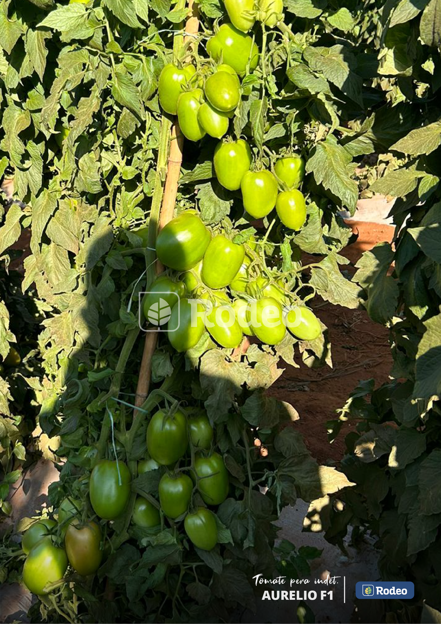 Semillas De Tomate Pera Aurelio F1 Indet. x 1000 sem Rodeo Semillas