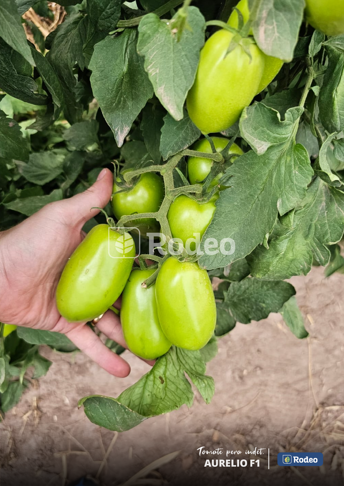 Semillas De Tomate Pera Aurelio F1 Indet. x 1000 sem Rodeo Semillas