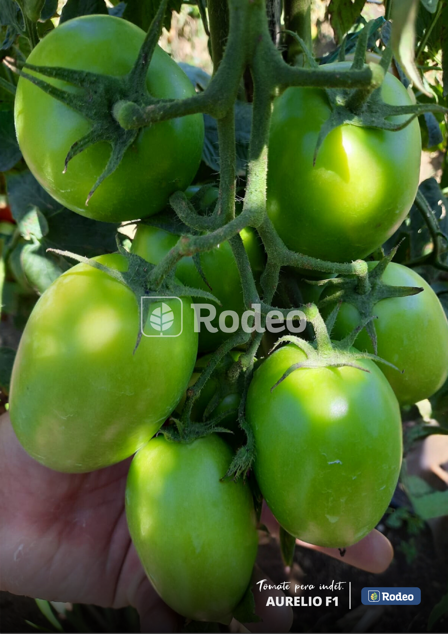 Semillas De Tomate Pera Aurelio F1 Indet. x 1000 sem Rodeo Semillas