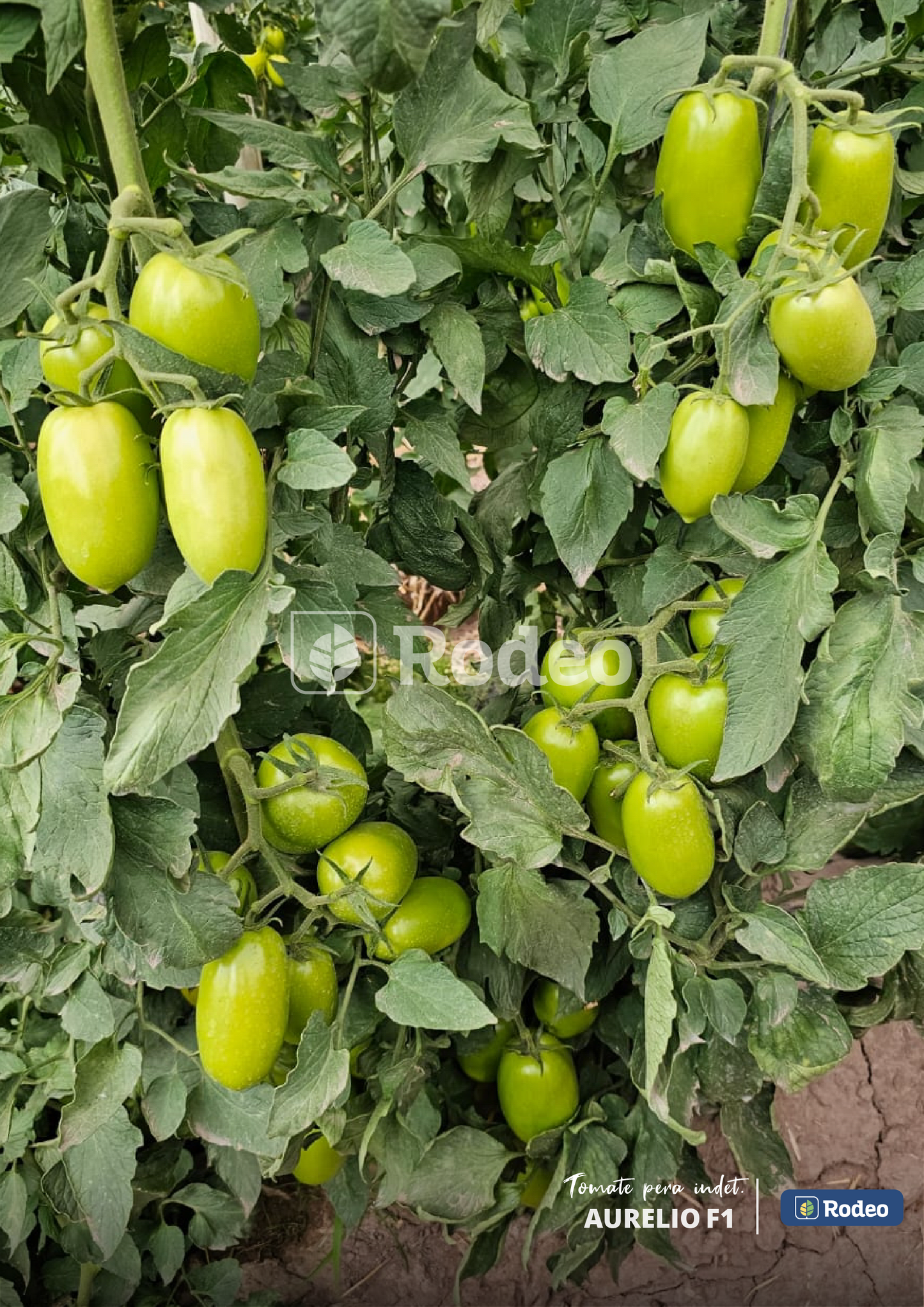 Semillas De Tomate Pera Aurelio F1 Indet. x 1000 sem Rodeo Semillas