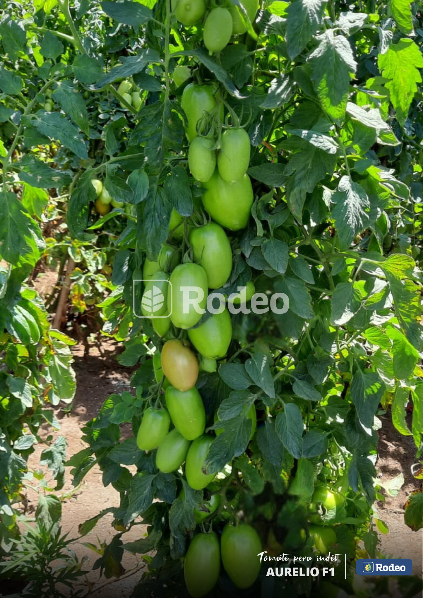 Semillas De Tomate Pera Aurelio F1 Indet. x 1000 sem Rodeo Semillas
