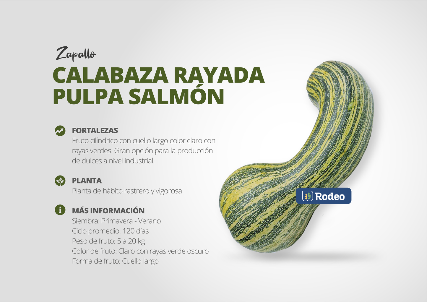 Semillas De Zapallo Calab. Rayada Pulpa Salmón x 1kg Don Jorge