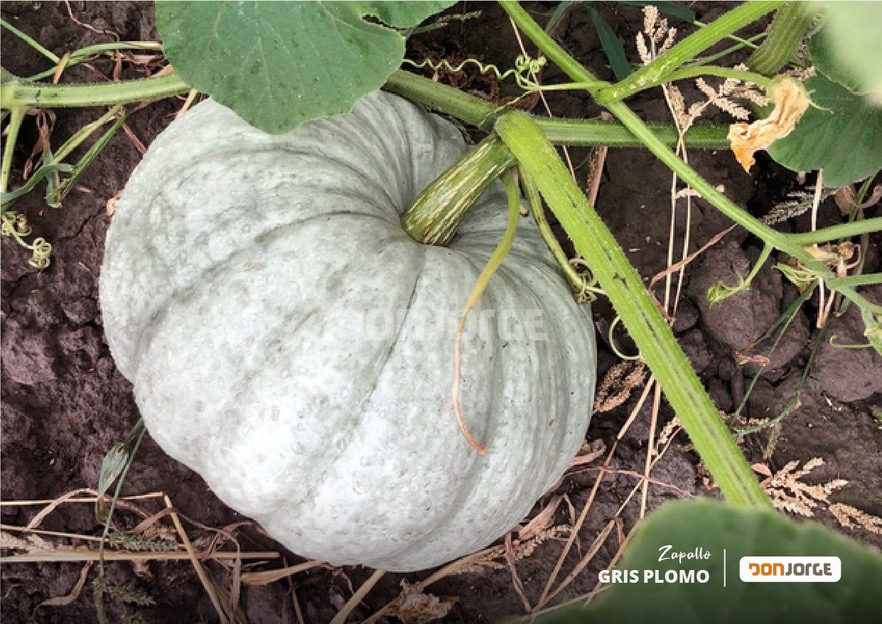 Zapallo Gris Plomo - fruto