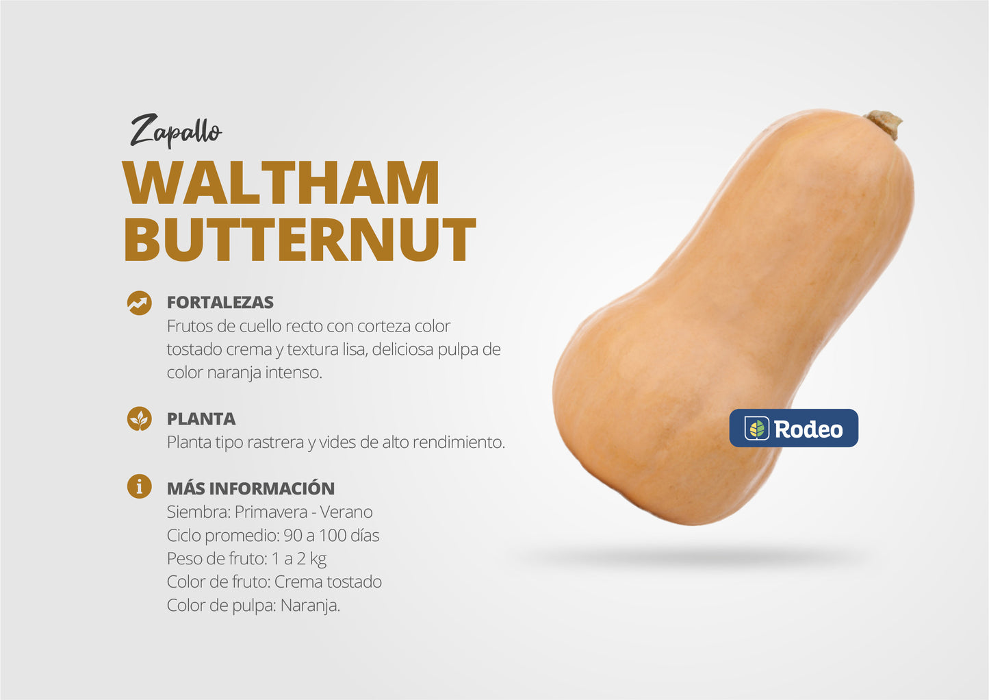 Semillas De Zapallo Anco Waltham Butternut X 1 kg Don Jorge